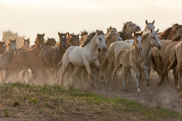 Herd of running horses. 