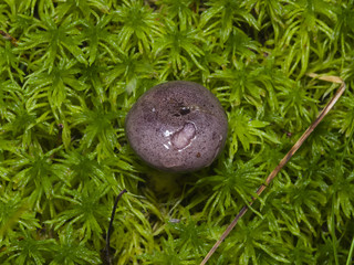 Fototapeta na wymiar Wild Northern purple-colored milk-cap mushroom, Lactarius trivialis, close-up in moss, selective focus, shallow DOF
