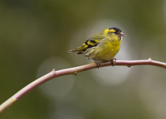 Fototapeta premium Eurasian siskin (Spinus spins).