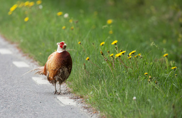 .Common pheasant