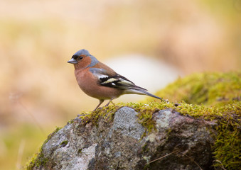 Common chaffinch