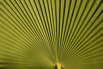 Palm leaves  green background.