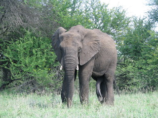 Fototapeta premium African Elephant