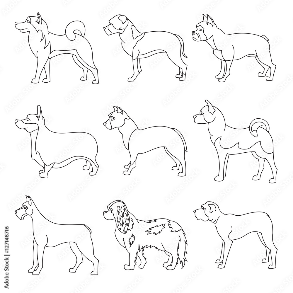 Wall mural Set of purebred dogs in linear style