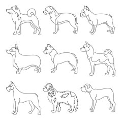 Set of purebred dogs in linear style