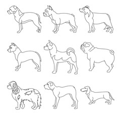 Collection of breeds dog in line
