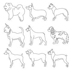 Set of purebred dogs in linear style