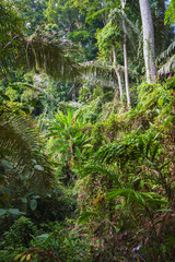 tropical jungles