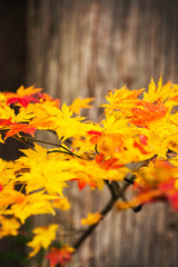 Soft Focus of Autumn Yellow Red Leaf in the Woods