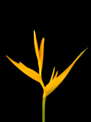 Yellow heliconia flower or paradise flower,closeup shot on black isolated.