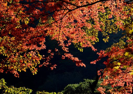 日本の山の中の紅葉した楓