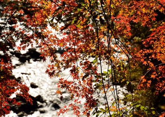 日本の山の中の紅葉した楓