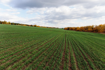 Agricultural field in Europe