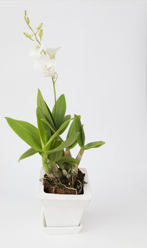 White orchid and green leaf in ceramic pot over white background