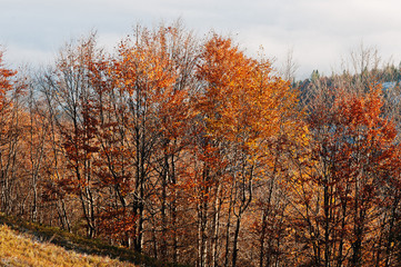 Top of trees on sun lights on autumn mountains background fog.