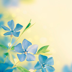 Blue spring flowers background_5