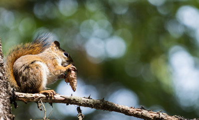 fox squirrel eating a pine cone before winter sets in