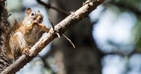 Naklejka premium fox squirrel eating a pine cone before winter sets in