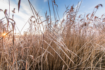 Fototapeta premium schilfgürtel