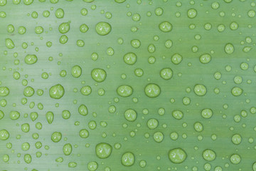 water drops background