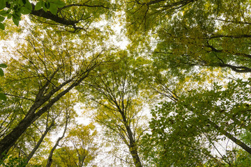 looking up at a canopy of maple trees in a forest in Vermont, New England in the fall