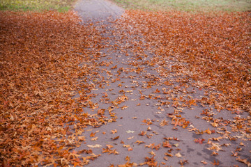 Autumnal Pathway