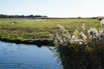 Fluffy reeds in a wetland