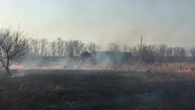 Fire in the field, burning dry grass.