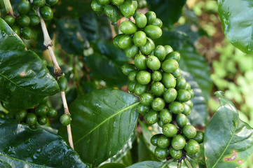 Green coffee beans on stem.