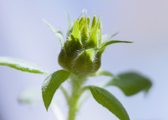 Inflorescence of a sunflower