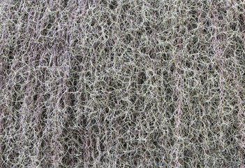 Green plant texture