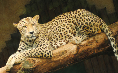 Yellow leopard sitting on a branch
