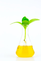 Environment Concept - Growth up plant in glass tube test