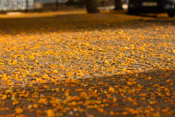 Pavement of a city walkway or park covered with colorful yellow fallen flowers, in sunlight rays, closeup 