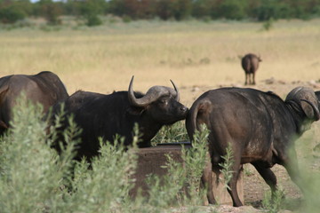 Buffalo