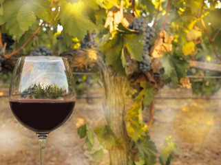 Glass of red wine on blurred vineyard background with bokeh