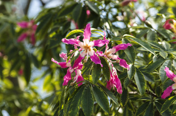 トックリキワタの花