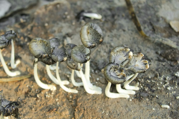 Forest mushrooms in the grass. Gathering mushrooms. Mushroom photo, forest photo