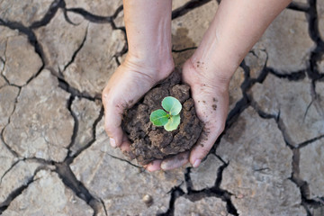 Man hands planting young tree in crack ground, Ecology concept