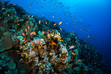 Tropical fish