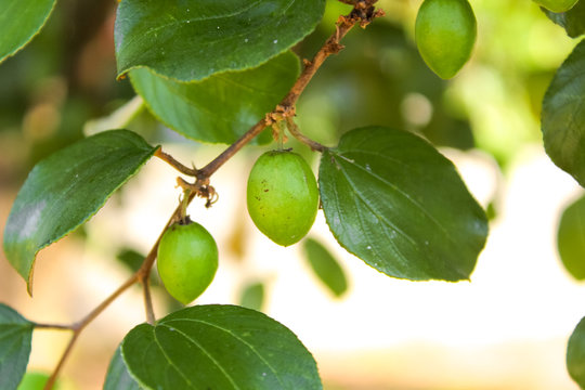 Close up of jujube fruits growing on its trees