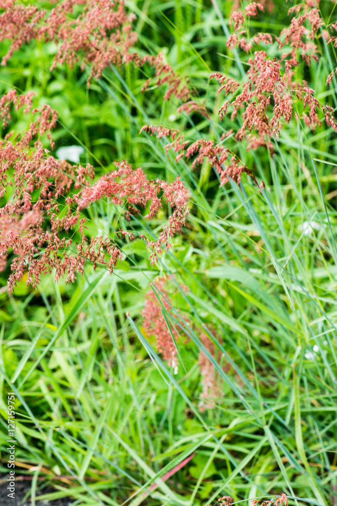 Canvas Prints Grass flower in nature