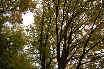 紅葉,秋,季節,四季を感じる,風景
