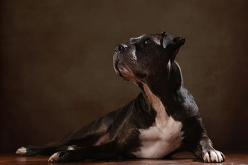 American Staffordshire Terrier im Studio liegend