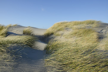 oyat dans le vent sur une dune de sable sur la cote d'opale touquet merlimont   