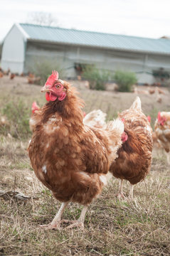 poulets dans un élevage en plein air