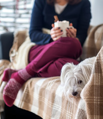 Cute dog and woman in christmas decorated home