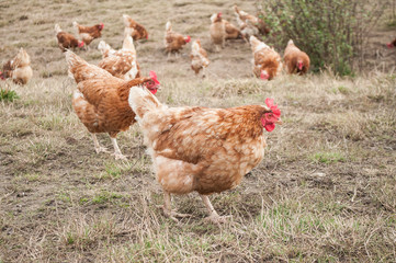 poulets dans un élevage en plein air