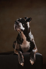 American Staffordshire Terrier im Studio liegend