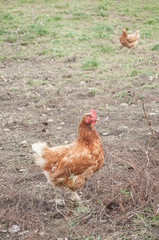 poulets dans un élevage en plein air